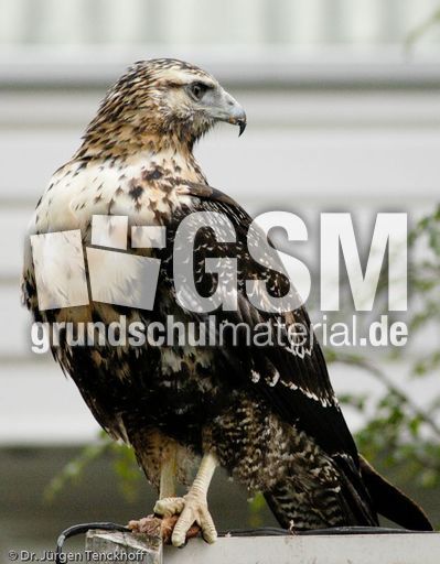 Adler (1 von 3).jpg